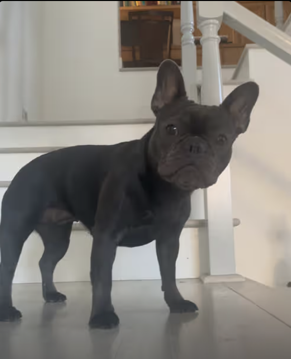 Frenchies Modeling Session !